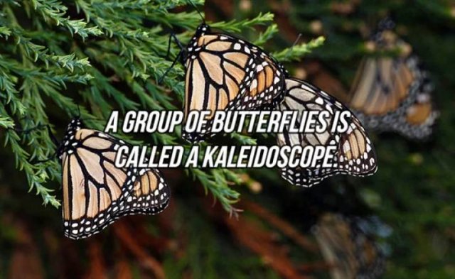 Interesting Facts (24 pics)