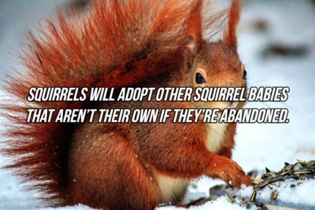 Interesting Facts (24 pics)