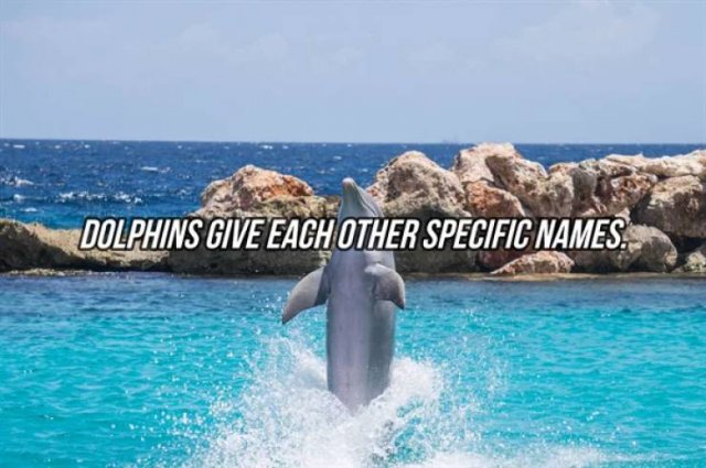 Interesting Facts (24 pics)