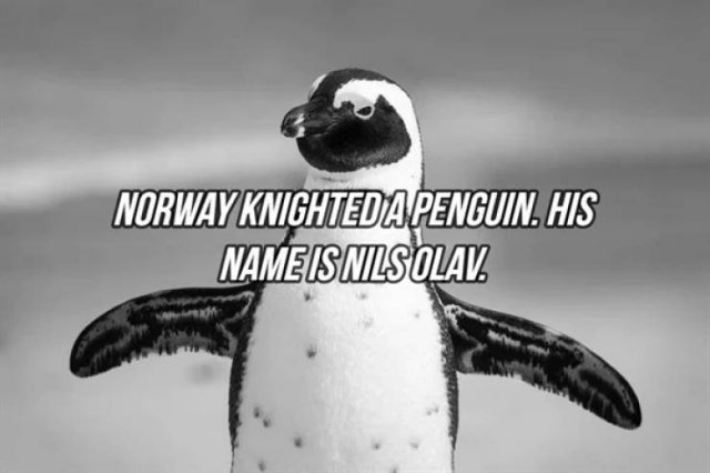 Interesting Facts (24 pics)