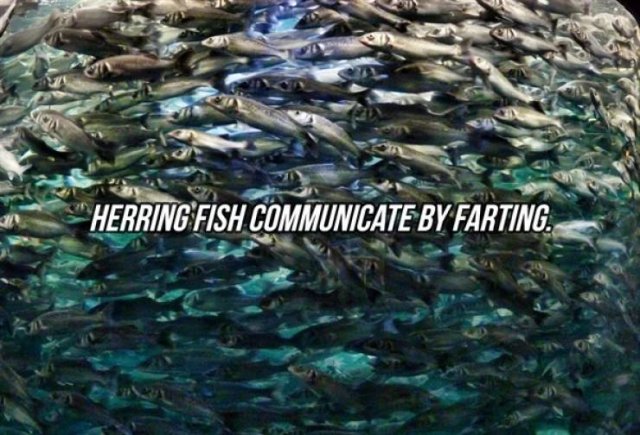 Interesting Facts (24 pics)