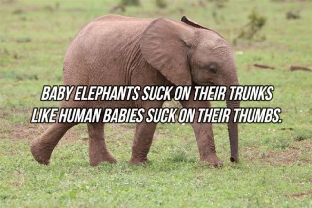 Interesting Facts (24 pics)