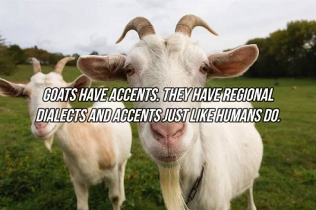 Interesting Facts (24 pics)
