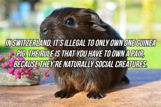 Interesting Facts (24 pics)