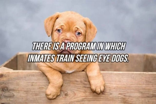 Interesting Facts (24 pics)