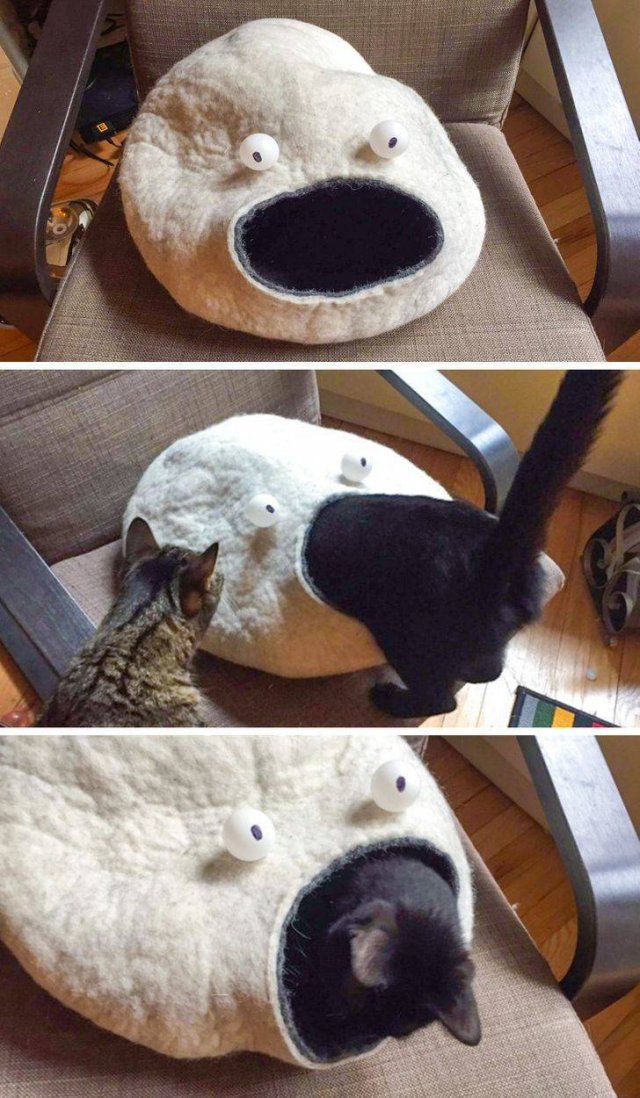 Funny Pictures (42 pics)