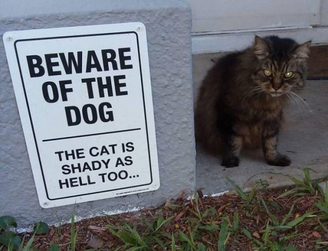 Funny Pictures (42 pics)