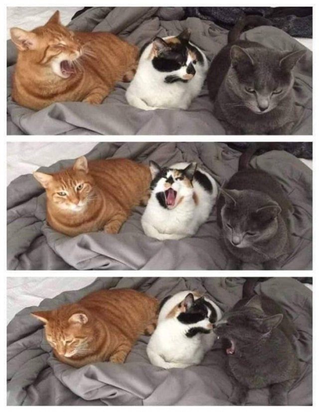 Right Moment (40 pics)