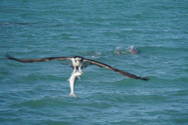 Right Moment (40 pics)