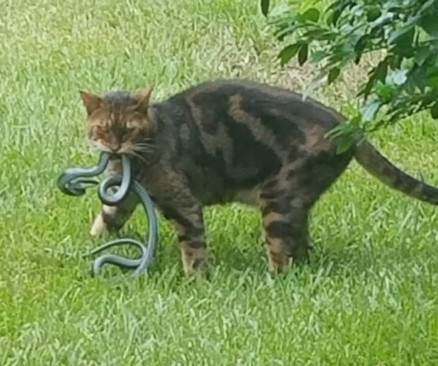 Acid Picdump. Part 1 (95 pics)