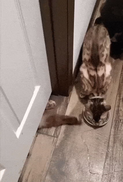 Acid Gifdump, August 26 (25 gifs)