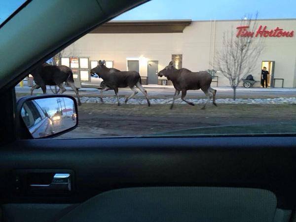 Only In Canada (20 pics)