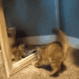 Acid Gifdump, August 27 (25 gifs)