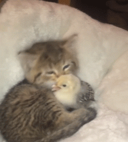 Acid Gifdump, August 28 (25 gifs)
