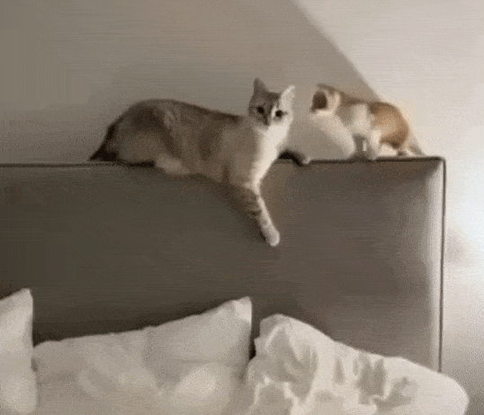 Acid Gifdump, August 28 (25 gifs)