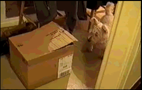 Acid Gifdump, August 28 (25 gifs)