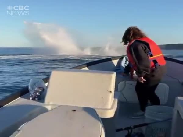 Jumping Spinning Whale