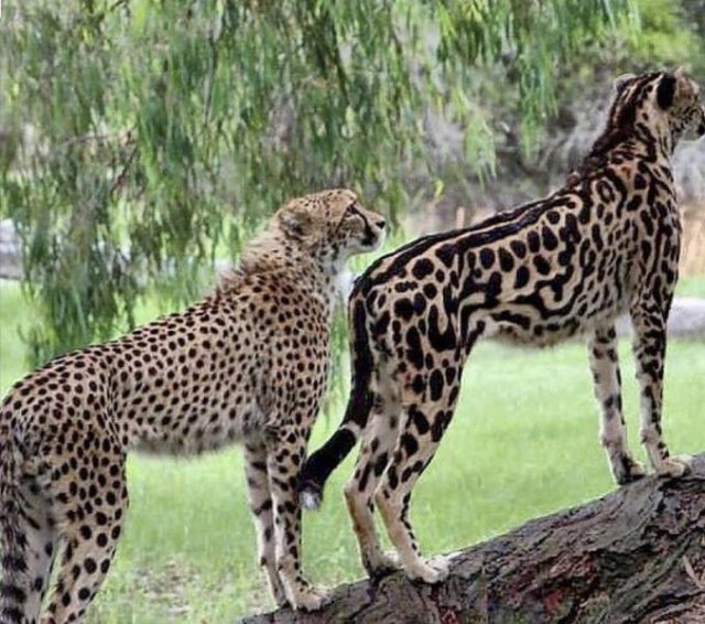 Amazing Pictures (50 pics)
