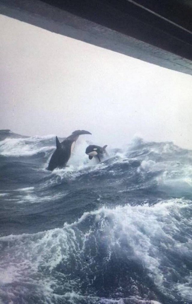 Amazing Pictures (50 pics)