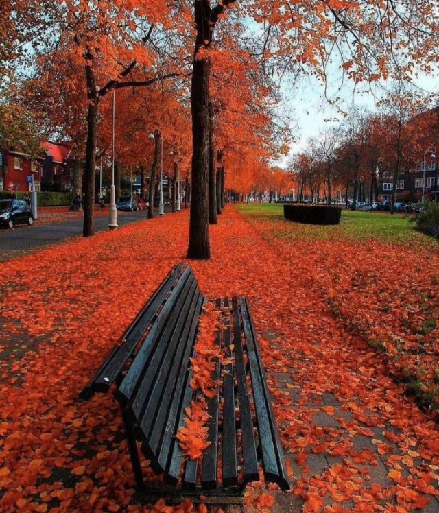 Amazing Pictures (50 pics)