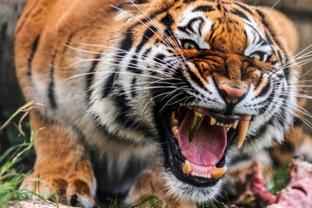 Amazing Pictures (50 pics)