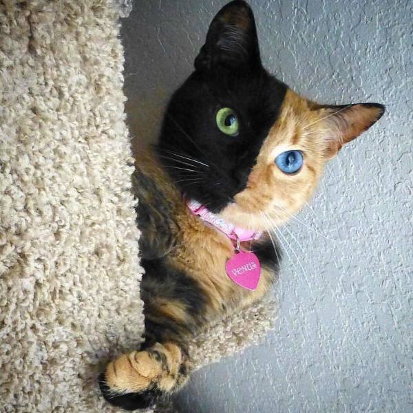 Amazing Pictures (50 pics)