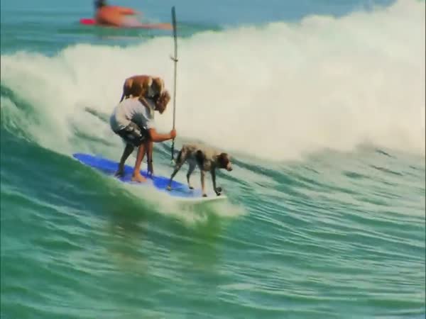 Dogs Like To Surf