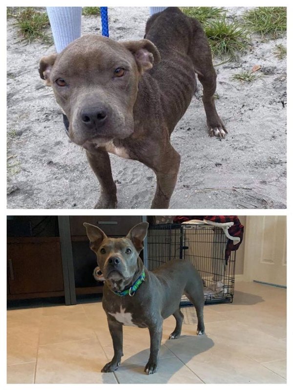 How Pets Change After Adoption (18 pics)