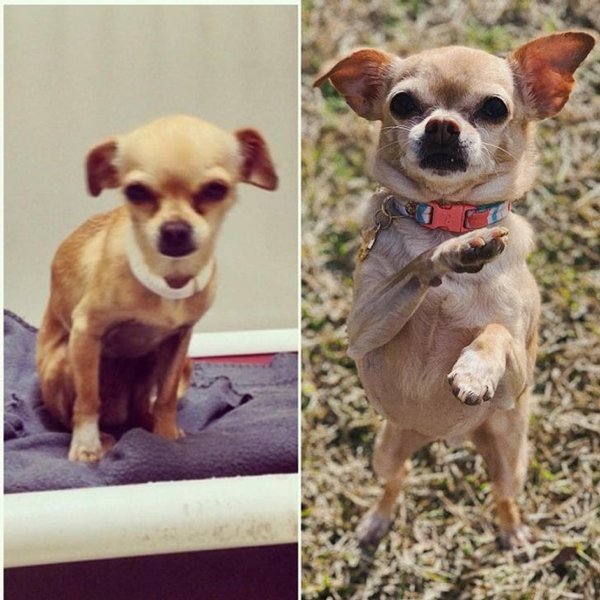 How Pets Change After Adoption (18 pics)