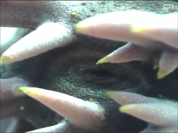 Seacucumber Filtering Water