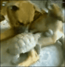 Fails (16 gifs)
