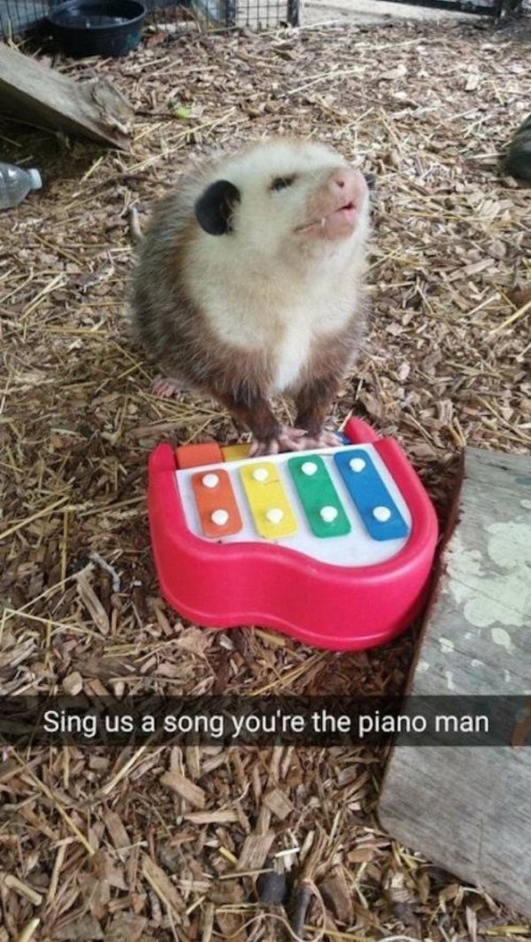 Funny Animals (57 pics)