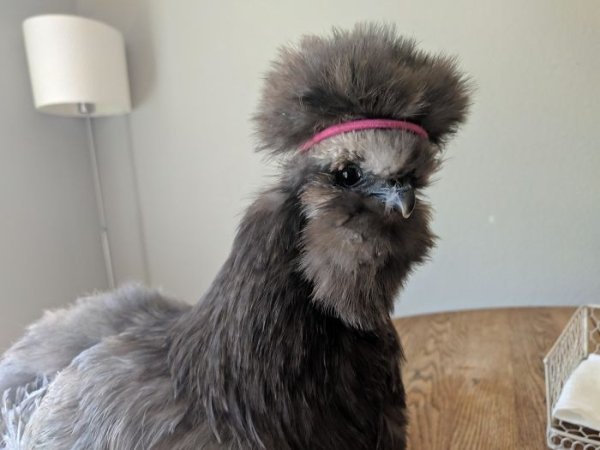 Funny Animals (57 pics)