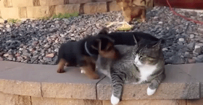 Funny Animals (57 pics)