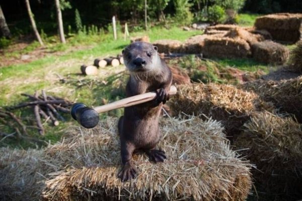 Funny Animals (57 pics)