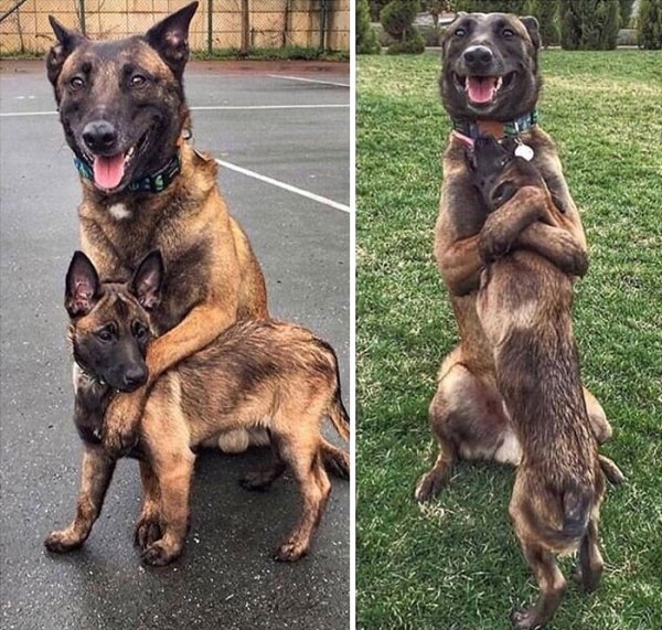 Funny Animals (57 pics)