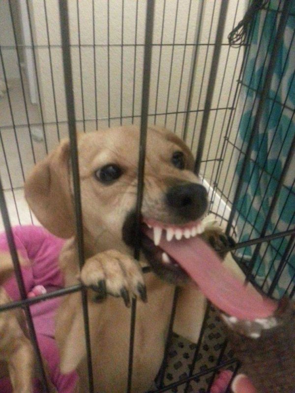 Funny Animals (57 pics)