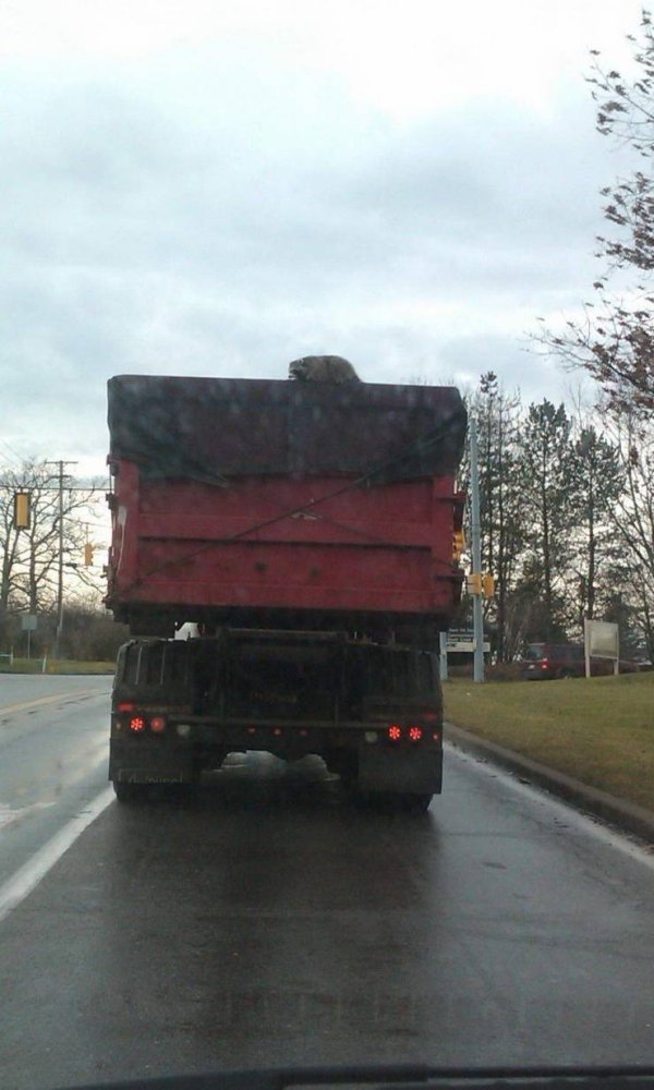 Funny Animals (57 pics)