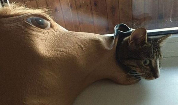 Funny Animals (57 pics)