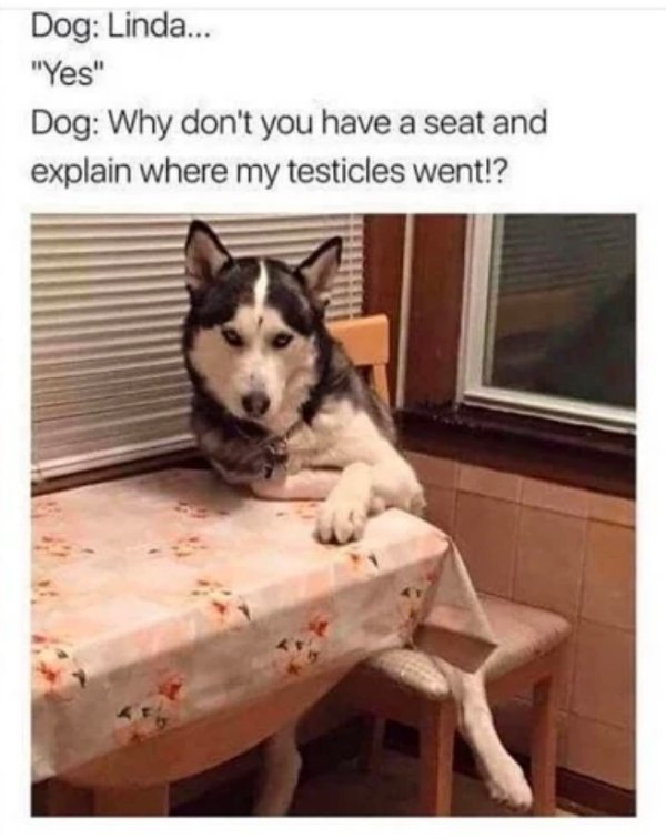 Funny Animals (57 pics)