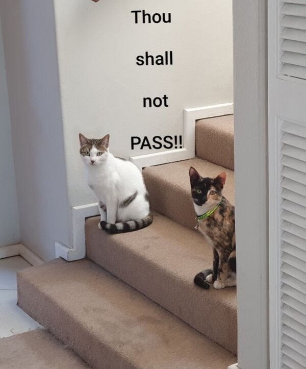 Funny Animals (57 pics)