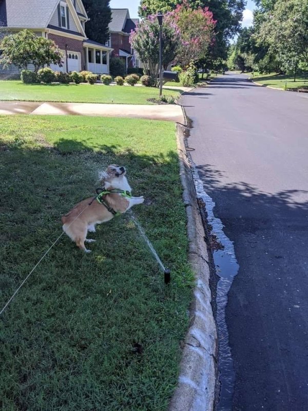 Funny Animals (57 pics)