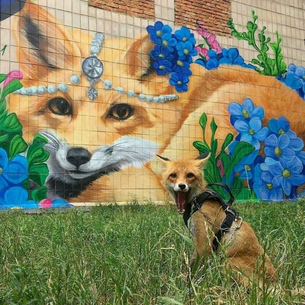 Funny Animals (57 pics)