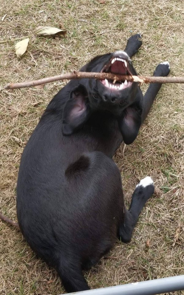Funny Animals (57 pics)