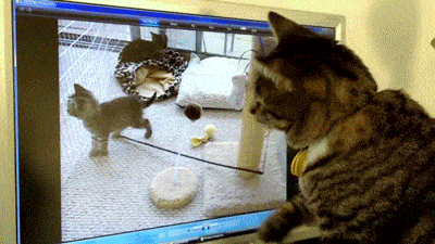 Funny Animals (57 pics)