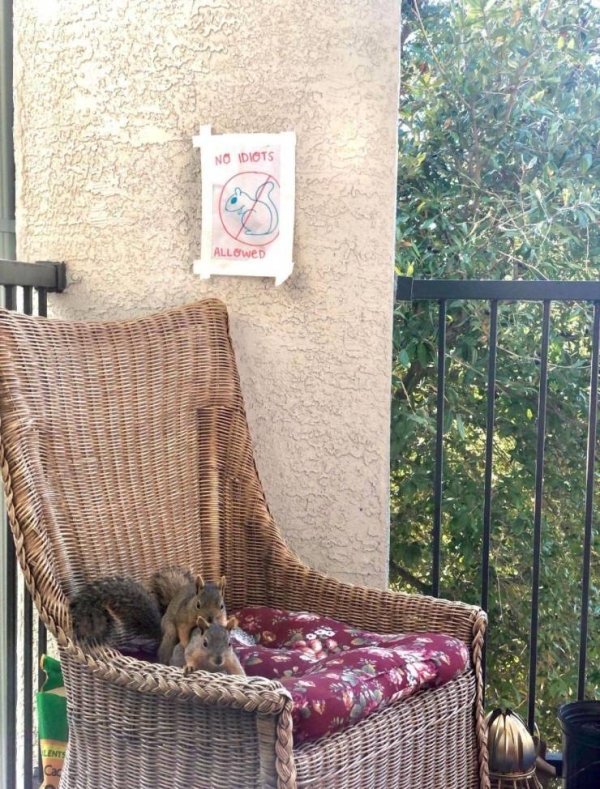 Funny Animals (57 pics)