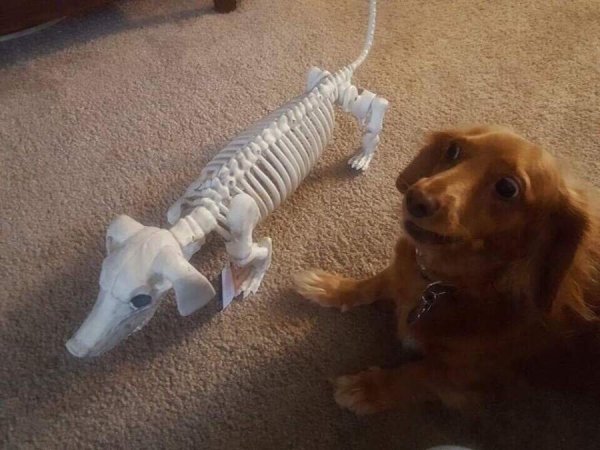 Funny Animals (57 pics)