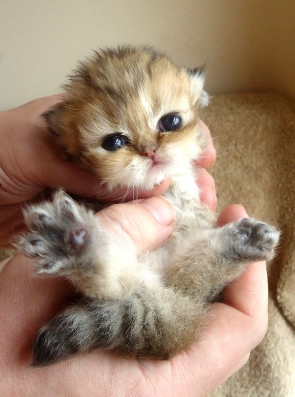 Funny Animals (57 pics)