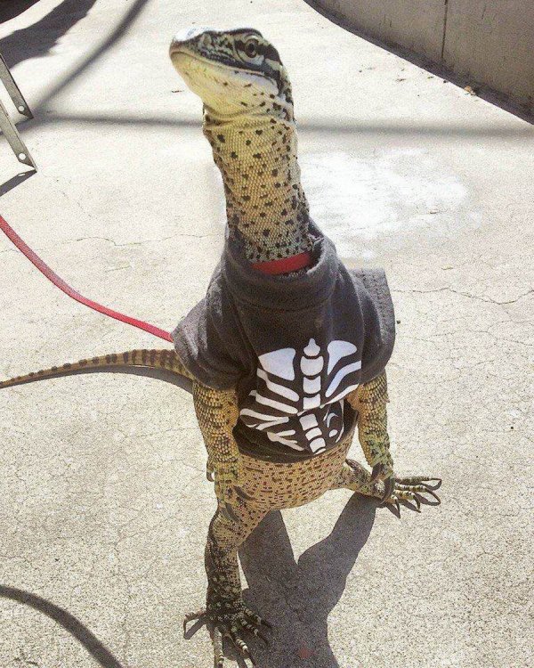 Funny Animals (57 pics)