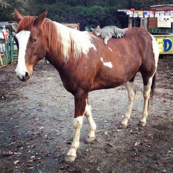 Funny Animals (57 pics)